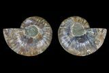 Agate Replaced Ammonite Fossil - Madagascar #166859-1